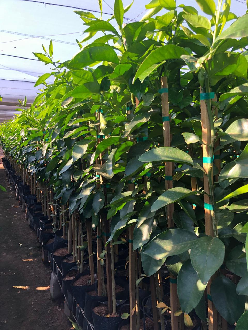 Seedling nursery